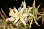 Sandbog deathcamas